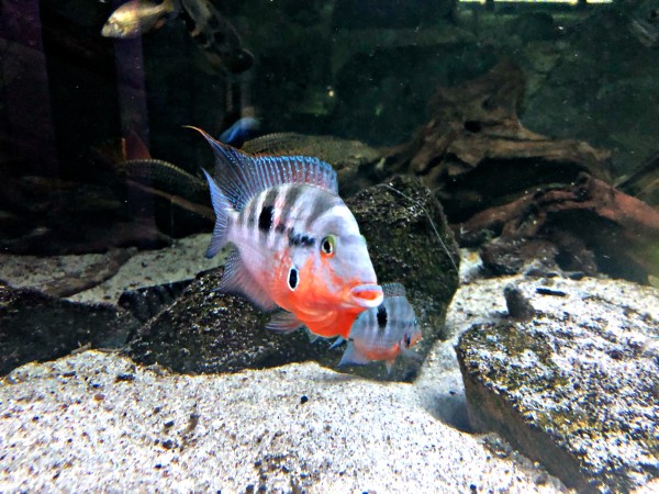 Thorichthys Meeki Feuermalbuntbarsch DNZ ca 4-6cm