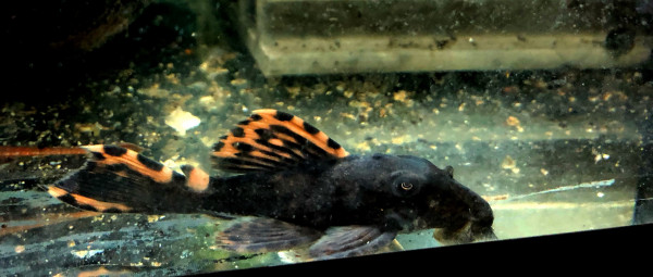 L91 Leporacanthicus Triactis Orangesaum Rüsselzahnwels