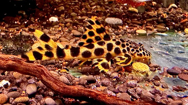 L75 Leopard Trugschilderwels Ancistomus sabaji