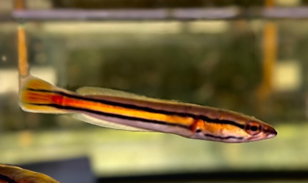 Channa Micropeltes Goldlinienschlangenkopf ca 20cm