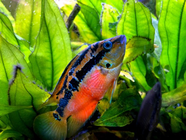 Cichlasoma Salvini Südamerika Zuchtpaar ca 12cm