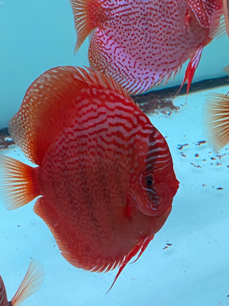 Symphysodon Rottürkis alte Linie Diskus 6-8cm High Quality !!!