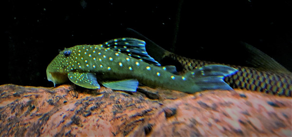 L128 - Blue Phantom - Hemiancistrus ca 6-8cm