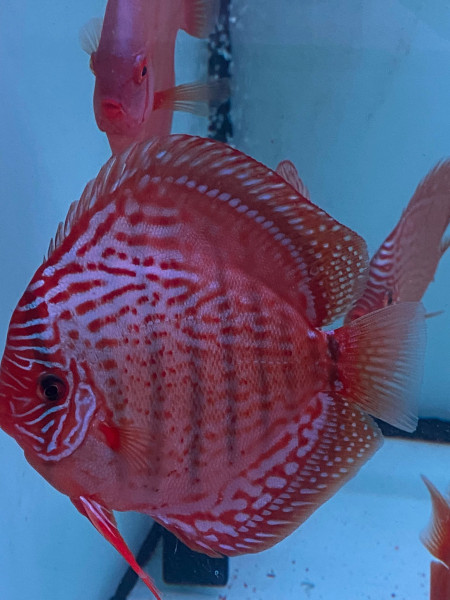 Symphysodon Rottürkis Diskus 6-8cm High Quality !!!
