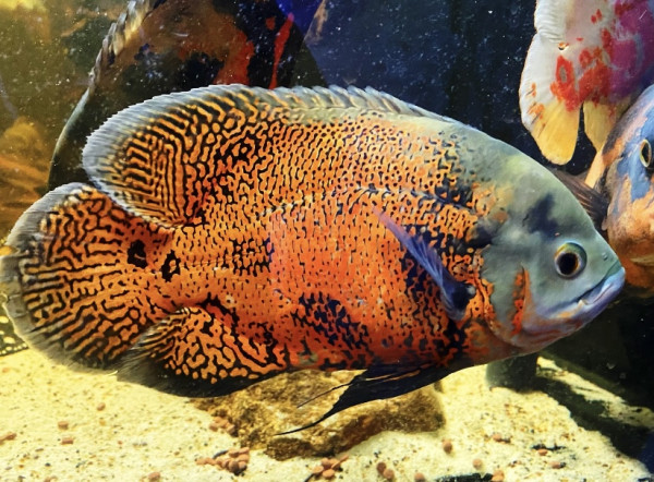 Astronotus Ocellatus Peru Pfauenaugenbuntbarsch ca 12-15cm Ausnahmetiere