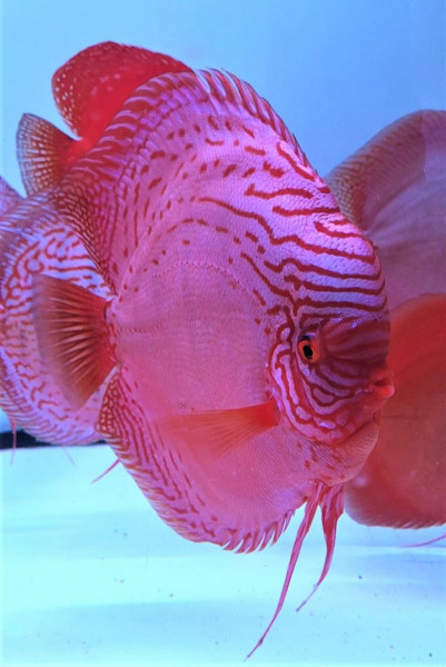 Symphysodon Brilliant Türkis Diskus 6-8cm High Quality !!!