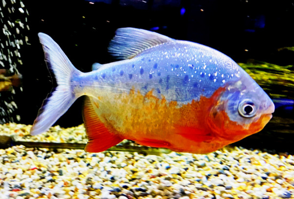 Roter Pacu – Piaractus brachypomus ca 20-25cm