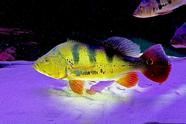 Cichla Monoculus Kammbuntbarsch NZ ca 5-7cm