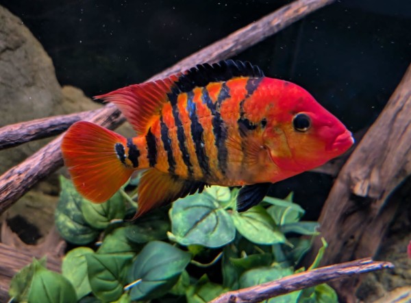 Cichlasoma Festae NZ