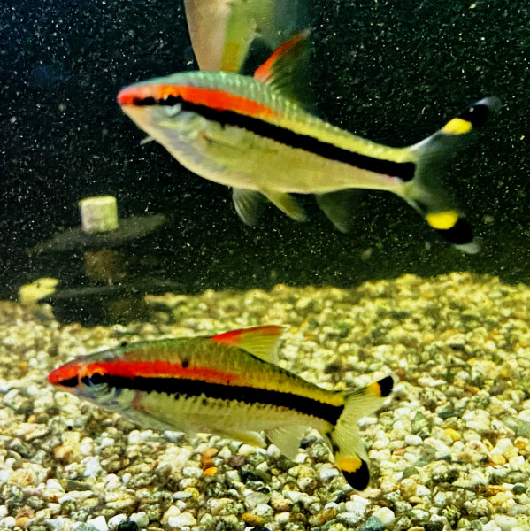 Rotstrichalgenfresser Puntius denisonii ca 7-8cm