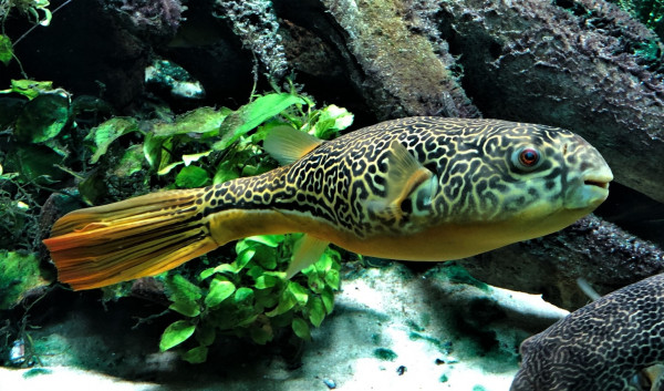 Goldringelkugelfisch Tetraodon mbu ca 10-12cm