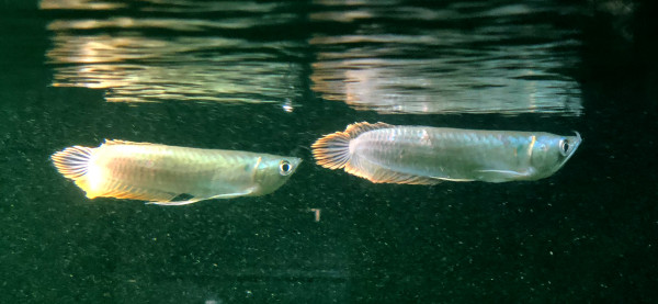 Osteoglossum bicirrhosum silber Arowana ca 15-17cm