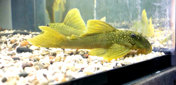 L200 Yellow Phantom Hemiancistrus subviridis ca 7-8cm