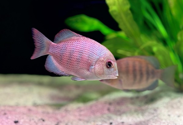 Paretroplus Menarambo Buntbarsch NZ ca 7-8cm