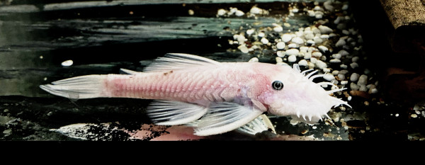 L144 Antennenwels „Snow White“ Black/Blue eyes Ancistrus 3-4cm