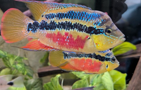 Cichlasoma Salvini Südamerika