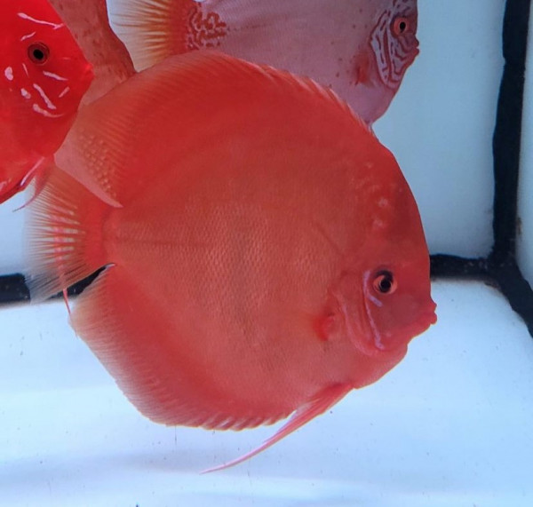 Symphysodon Santarem Diskus 6-8cm High Quality !!!