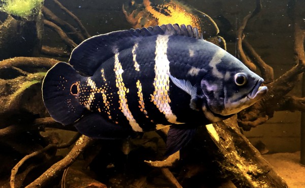 Astronotus Crassipinnis Südamerika ca 8-10cm