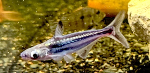 Haiwels Pangasius Sutchi ca 8-10cm