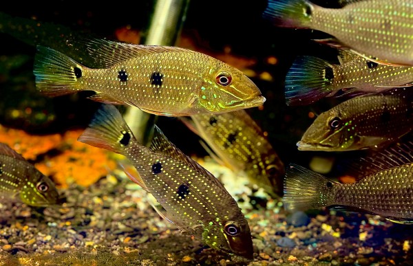 Satanoperca Daemon Dreifleck Erdfresser ca 10cm