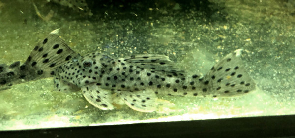 L 264 Weißspitzen-Rüsselzahnwels, Leporacanthicus joselimai