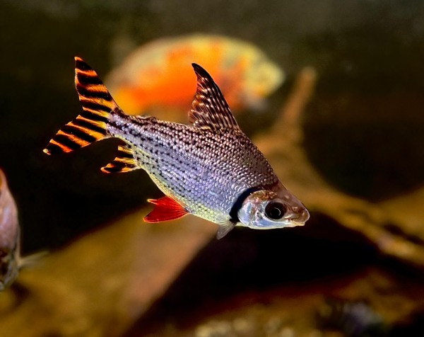 Nachtsalmler Semaprochilodus Taeniurus