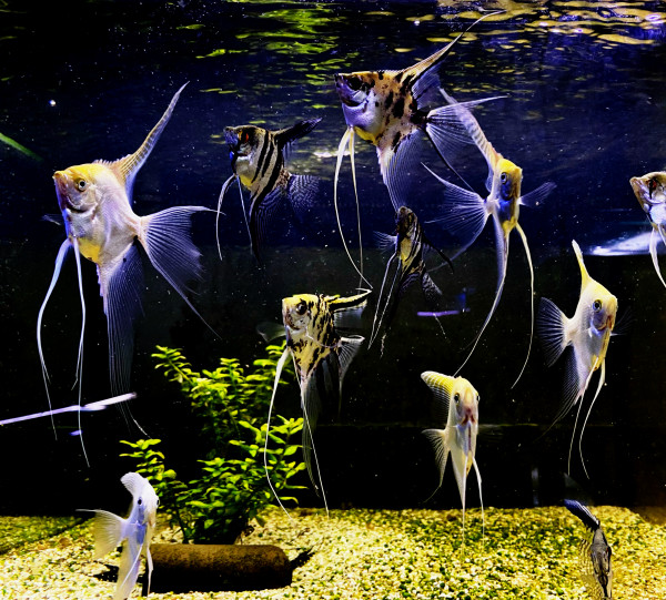 Skalare Mix Pterophyllum scalare ca 8-10cm