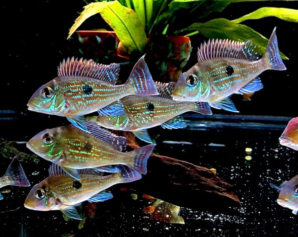 Geophagus Sveni Erdfresser ca 6-7cm