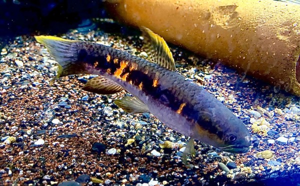 Wolfsalmler Erythrinus spec. roter Peru Wolfsalmler ca 10cm