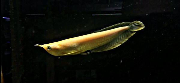 Osteoglossum bicirrhosum albino Arowana ca 22-24cm