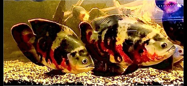 Astronotus Ocellatus Bahia Red Paar Pfauenaugenbuntbarsch Oskar
