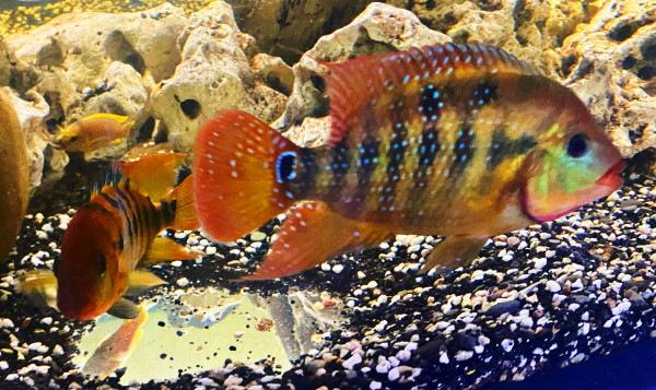 Roter Ecuadorbuntbarsch Cichlasoma Mesoheros festae NZ ca 5-7cm
