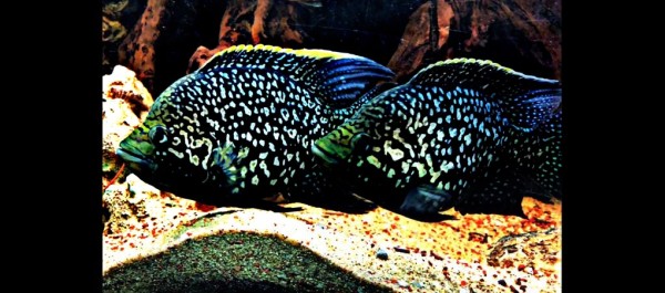 Paratilapia Bleekeri Spec. polleni Madagaskarbuntbarsch