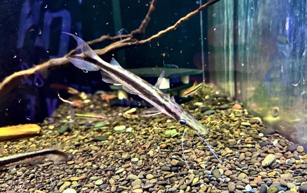 Spatelwels Sorubim Lima ca 10-12cm