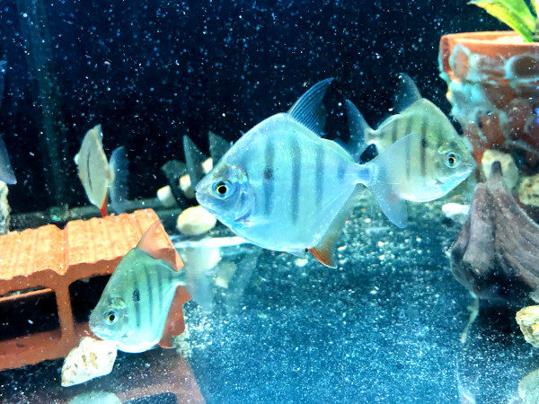 Gestreifter Scheibensalmler Metynnis fasciatus