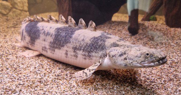 Endlichers Flösselhecht - Polypterus endlicheri - ca 5-7cm