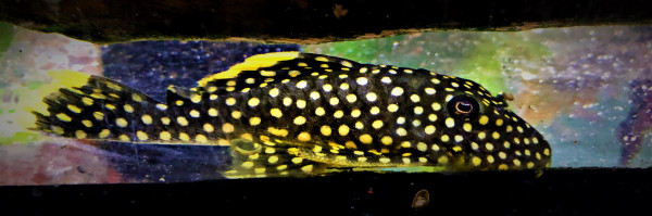 L18 - Golden Nugget - Baryancistrus xanthellus - 8-10cm