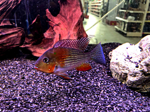 Heckels Buntbarsch Acarichthys heckelii NZ ca 4-6cm