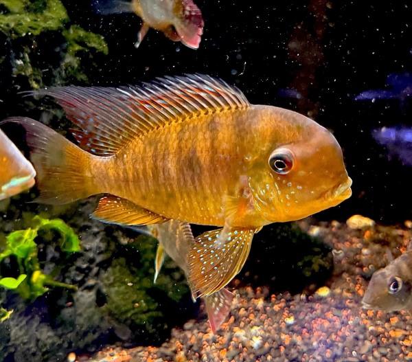 Gymnogeophagus Balzani Ballonkopf Erdfresser