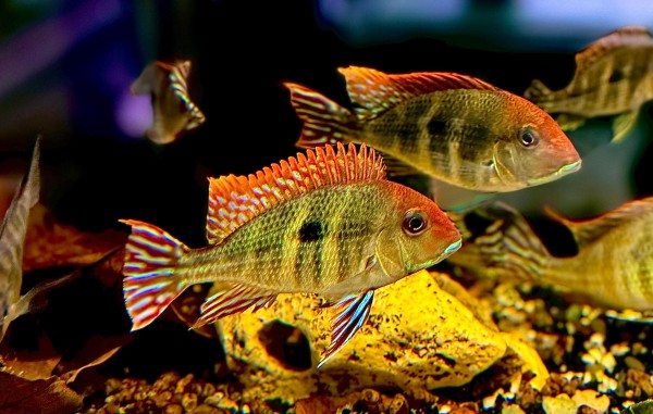 Geophagus Red Head Erdfresser Tapajos ca 5-7cm