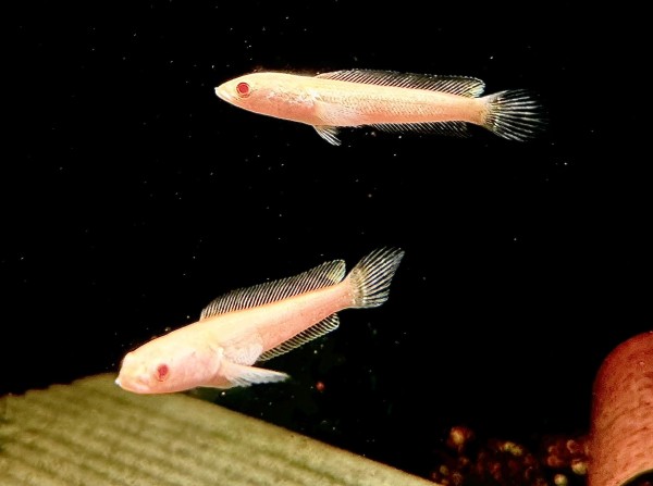 Channa Striata albino ca 8-10cm