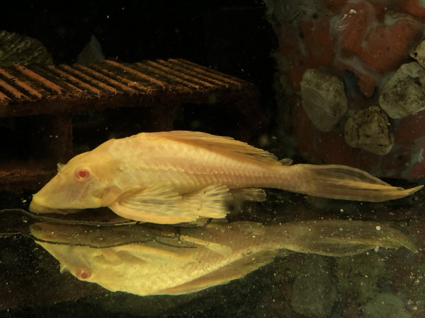 Wabenschilderwels albino ca 15-20cm Glyptoperichthys gibbiceps