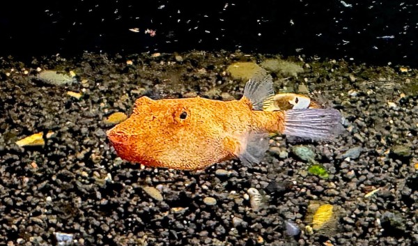 Kofferkugelfisch rot Tetraodon Miurus ca 6-8cm