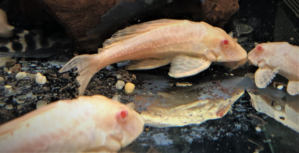 Wabenschilderwels albino ca 5-7cm Glyptoperichthys gibbiceps