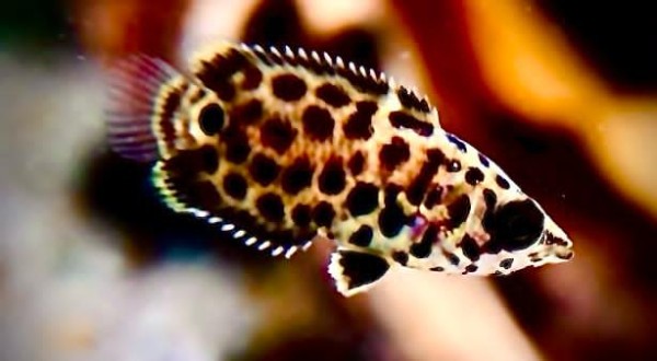 Buschfisch Leopard Ctenopoma Acutirostre ca 6-8cm