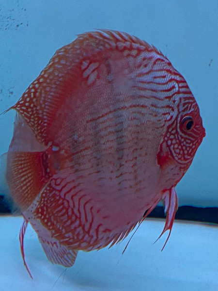 Symphysodon Heckel Diskus 6-8cm High Quality !!!