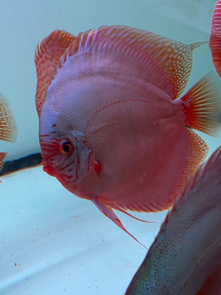 Symphysodon Kobalt Diskus 6-8cm High Quality !!!