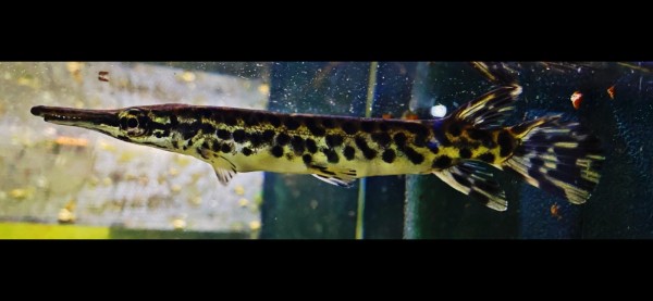 Aligatorhecht Atractosteus Spatula ca 18-20cm