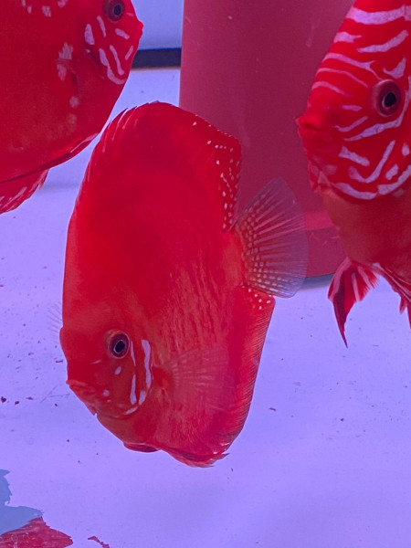 Symphysodon flächig rot Diskus 6-8cm High Quality !!!