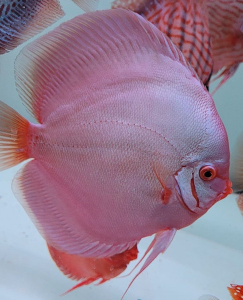 Symphysodon Blue Diamond Diskus 6-8cm High Quality !!!